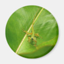 Recherche de lézard magnets Nature