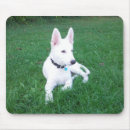 Recherche de chiot berger allemand tapis souris Alsacien