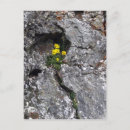 Recherche de vous roche cartes postales Fleur