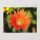 Recherche de marguerite africaine cartes postales Orange