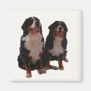 Search for bernese magnets Pet