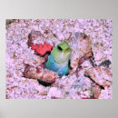 Recherche de ambergris posters Caraïbes