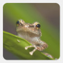 Search for coqui stickers Frog