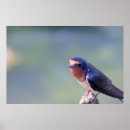 Recherche de hirondelle posters Avale de grange