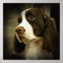 Search for springer spaniel dog posters Canine