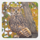 Search for great horned owls stickers Bubo virginianus