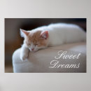 Search for kitten posters No people