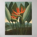 Search for vintage bird illustrations posters Botanical