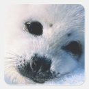 Search for harp envelope seals Animal