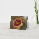 Search for daylilies cards Daylily