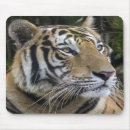 Search for closed mousepads Cat
