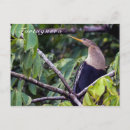 Search for anhinga postcards Bird