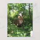 Recherche de velociraptor cartes postales Dinosaure