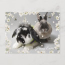 Recherche de amour animal cartes postales Lapin