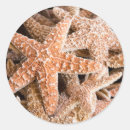 Search for dead animal stickers Starfish