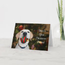 Search for yellow lab christmas cards Labrador retriever