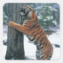 Search for roaring tiger stickers Nature