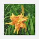 Recherche de fleur lys magnets Jour