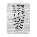 Recherche de oeillet magnets Fleurs
