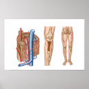 Search for human bones posters Close up