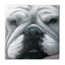 Recherche de taureau carreaux Bouledogue