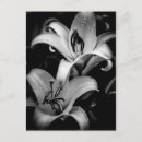 Recherche de mensonges cartes postales Floral