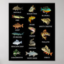 Search for freshwater fish posters Lake