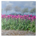Search for holland tiles Ceramic
