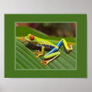Search for frog posters Green