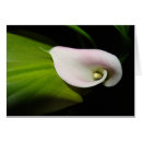 Recherche de fleur de zantedeschia Blanc