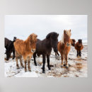 Recherche de poney islandais posters Troupeau