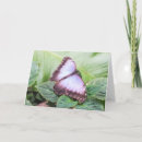 Search for morpho cards Nature