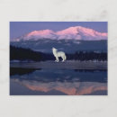Search for lonely wolf postcards Nature