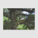 Search for angel oak tree White