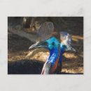 Recherche de cassowary posters Sans vol