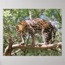 Search for amazon posters Tree