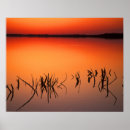 Search for dead tree posters Sunset