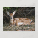 Search for fawned postcards Bambi