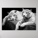 Recherche de yeux de tigre posters Prédateur