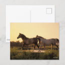 Recherche de cheval arabe cartes postales Animal