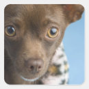 Search for collar stickers Dog