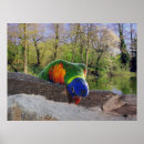 Search for lory posters Lorikeet
