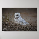 Recherche de raptors posters Hiboux