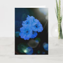 Search for primroses cards Nature