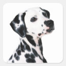 Search for dalmatian stickers Pet lovers