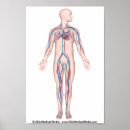 Search for circulation Medicine