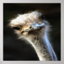 Search for ostrich posters Cute