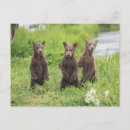 Search for krai Animals in the wild