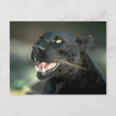 Search for nature leopard postcards Forest