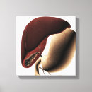 Search for liver art Organ